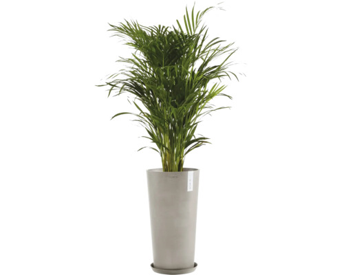 Areca Palme im Topf