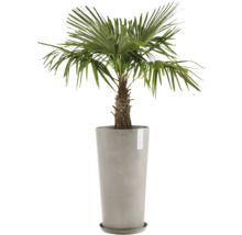 Hanfpalme im Pflanzgefäß