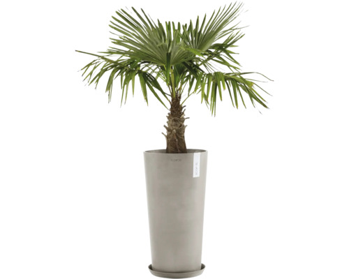 Hanfpalme im Pflanzgefäß