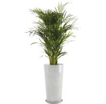 Areca Palme im Pflanzgefäß