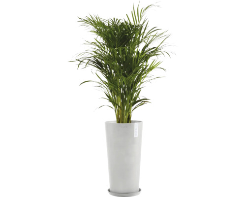 Areca Palme im Pflanzgefäß