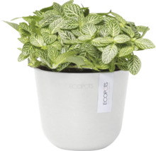 Fittonia Pflanze in einem Topf