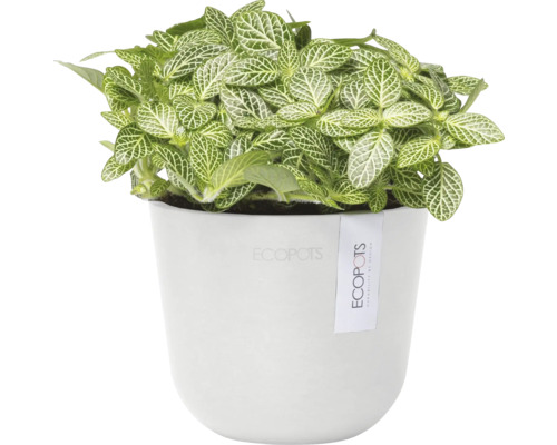 Fittonia Pflanze in einem Topf