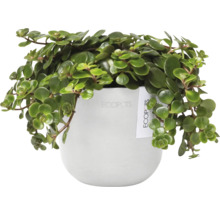 Zimmerpflanze in einem Topf