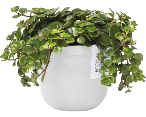 Zimmerpflanze in einem Topf