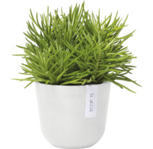 Zimmerpflanze im Topf