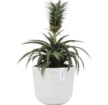 Ananaspflanze im Topf