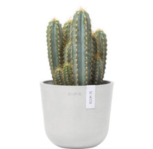 Kaktus in einem Topf