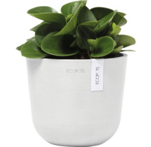 Zimmerpflanze mit grünen Blättern in weißem Übertopf