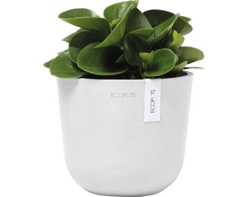 Zimmerpflanze mit grünen Blättern in weißem Übertopf