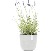 Lavendel im Topf