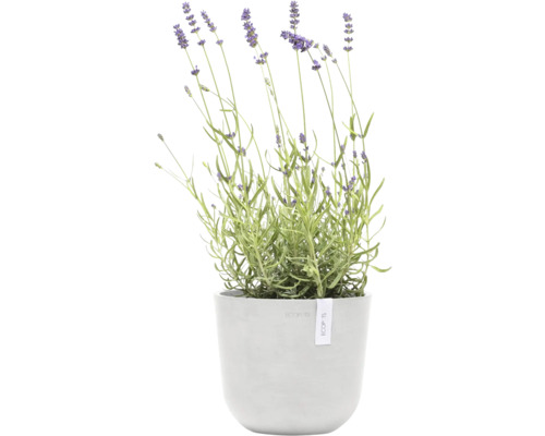 Lavendel im Topf