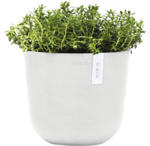 Thymian in weißem Übertopf