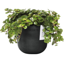 Peperomia Prostrata Zimmerpflanze im Topf