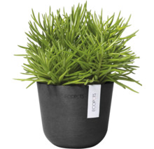 Grüne Zimmerpflanze in schwarzem Topf