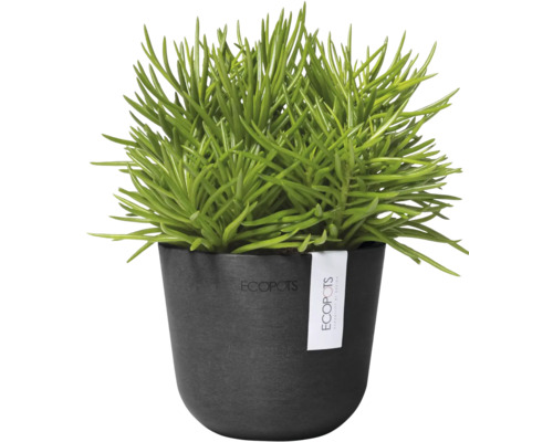 Grüne Zimmerpflanze in schwarzem Topf