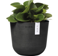 Zimmerpflanze Peperomia obtusifolia in einem schwarzen Pflanzgefäß