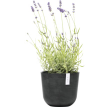 Lavendel in einem schwarzen Topf