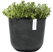 Thymian in einem Topf.