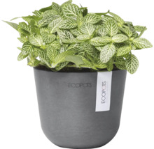 Grüne Mosaikpflanze im Topf