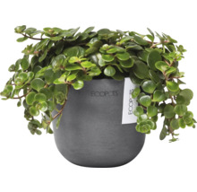 Zimmerpflanze in einem Topf der Marke Ecopots