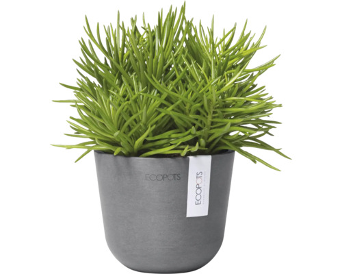 Zimmerpflanze in einem Topf