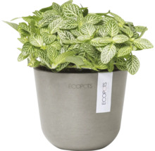 Nervpflanze im Topf der Marke Ecopots