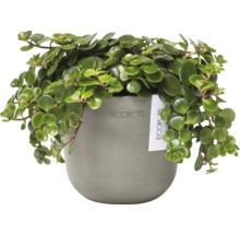 Peperomia Rotundifolia Zimmerpflanze in einem Ecopot Topf