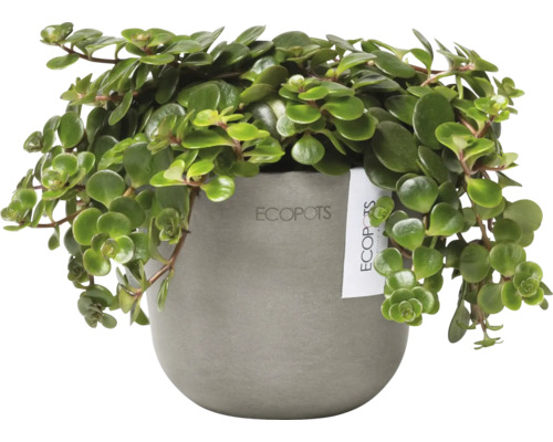 Peperomia Rotundifolia Zimmerpflanze in einem Ecopot Topf