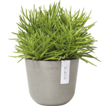 Grüne Pflanze in grauem Ecopot Topf