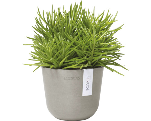 Grüne Pflanze in grauem Ecopot Topf