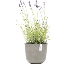 Lavendel im Topf
