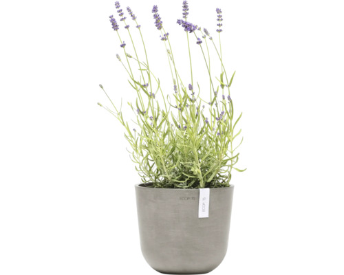 Lavendel im Topf