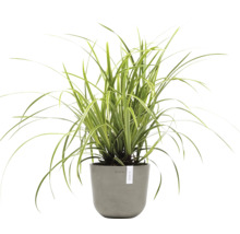 Grünlilie im Topf für den Innenbereich