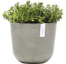 Thymian Pflanze im Topf