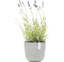Lavendel in einem grauen Pflanztopf