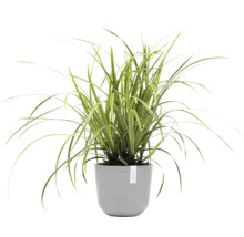 Grünlilie in einem Topf