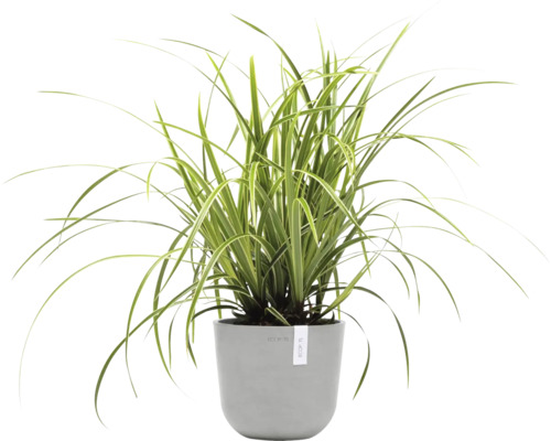 Grünlilie in einem Topf