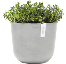 Thymian in grauem Blumentopf