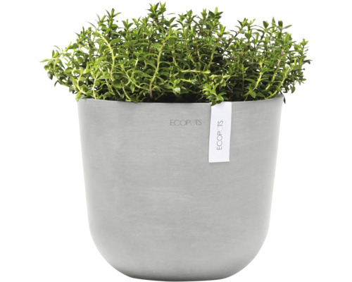 Thymian in grauem Blumentopf