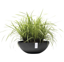 Ziergras in einer Pflanzschale