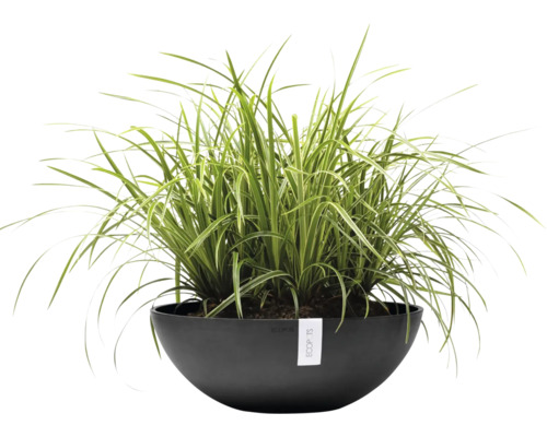 Ziergras in einer Pflanzschale