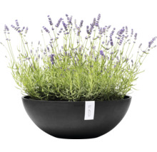 Lavendel in schwarzem Pflanzgefäß