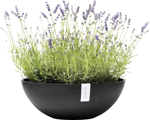 Lavendel in schwarzem Pflanzgefäß