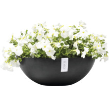 Schale mit weißen Petunien und Ecopots Logo