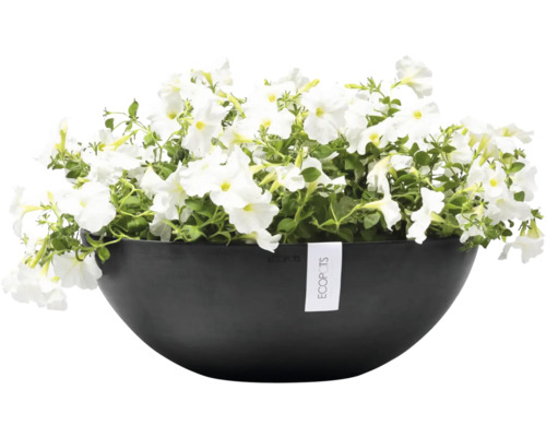 Schale mit weißen Petunien und Ecopots Logo