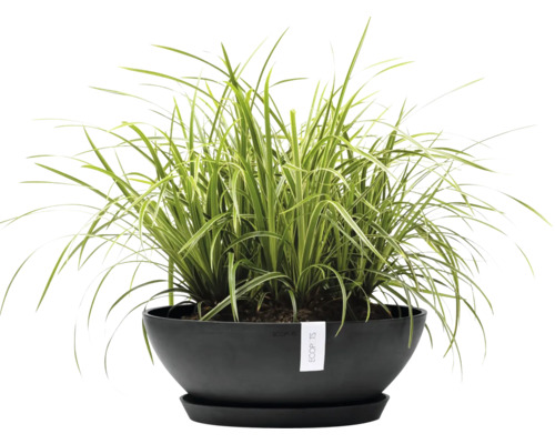 Grünlilie in einem schwarzen Pflanzgefäß