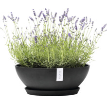 Lavendel in einem schwarzen Pflanzgefäß