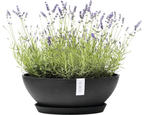 Lavendel in einem schwarzen Pflanzgefäß