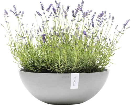 Lavendel im Pflanzgefäß